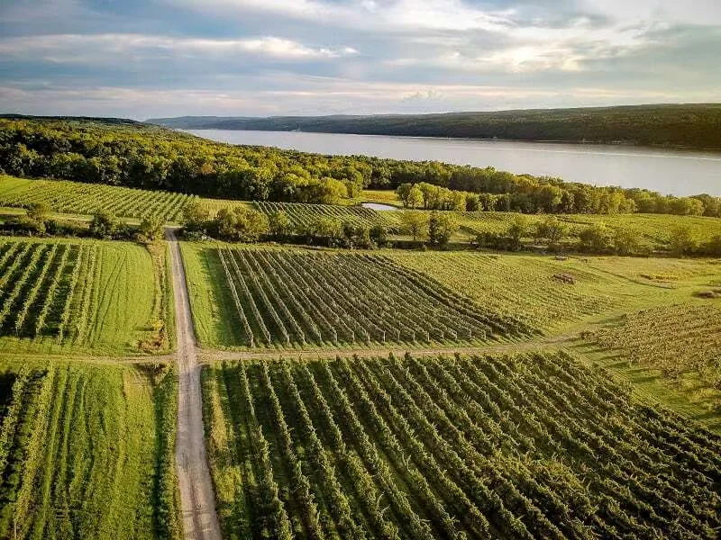 Atwater Vineyards